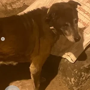 A Brown Indie Dog Missing from Kumarswamy layout