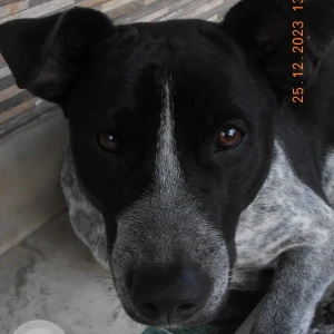 A Black and White Indie Dog Missing from Garfa, Kolkata
