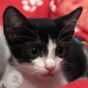 Female Domestic Shorthair Cat Adoption for Adoption in Mumbai