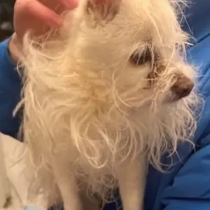 A White Chihuahua X Dog Found from Kirk St/Crest St/ Ferncroft Rd