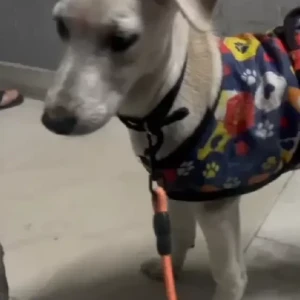 A White Indie Dog Found from C5A Janakpuri-2