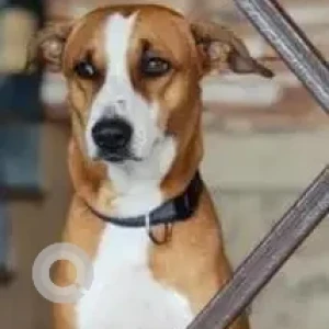 A White-Brown Mix Indie Dog Missing from Ghatkopar East, Mumbai