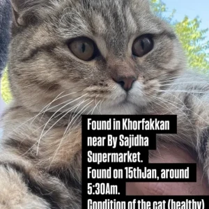 A White-Brown Mix Domestic Shorthair Cat Found from Khorfakkan Near Sajidha Supermarket