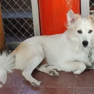 A White-Brown Mix Pomeranian Dog Missing from Isnapur-3