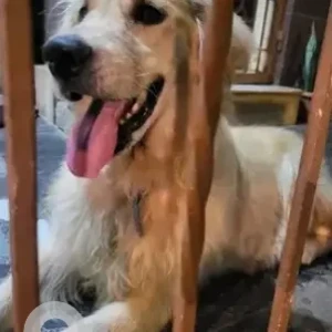 A Golden Golden Retriever Dog Missing from Jnana Ganga Nagar, Bengaluru-2