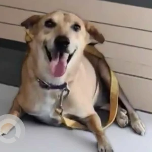 A White-Brown Mix Indie Dog Missing from Sector 51, Noida