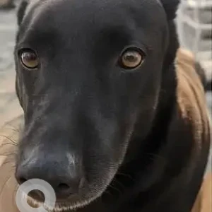 A Black Indie Dog Missing from DLF Phase 3-2