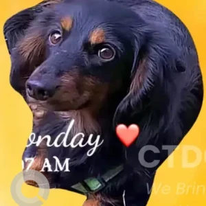 A Black and Brown Dashchund Dog Missing from Howard Ave/ Fairfield Ave