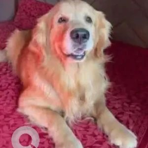 A Brown Golden Retriever Dog Missing from Najafgarh, Jharoda Kalan