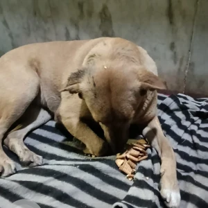 A White-Brown Mix Indie Dog Missing from KIIT school, Pitampura-2