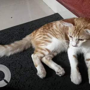 A Orange Ginger cat Cat Found from C block , AECS layout , Kundalahalli