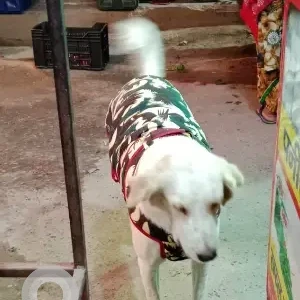 A White Indie Dog Missing from Raj Nagar, New Delhi