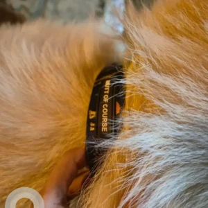 A White Mutt Dog Found from HSR Layout 5th Sector, Bengaluru-2