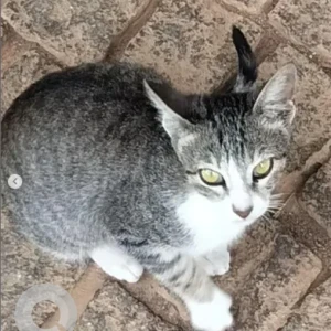 A Grey-White Mix Indie Cat Missing from Kempegowda Swimming Pool