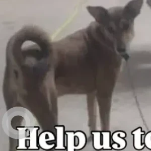 A Brown Indie Dog Missing from Sector 12, Dwarka-3