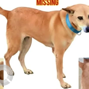 A White-Brown Mix Indie Dog Missing from Jadavpur