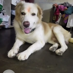 A White-Brown Mix Indie Dog Missing from Razapur, Delhi NCR