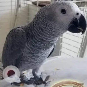 A Other african parrot Bird Missing from Pulse Beach Front