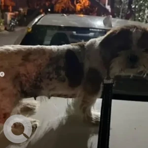 A White-Brown Mix Shih Tzu Dog Found from Sanjayanagara, Bengaluru-3