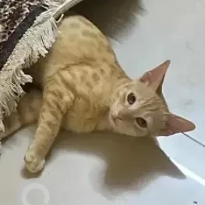 A White-Brown Mix Ginger Cat Missing from Mahaganapathy Nagar-2