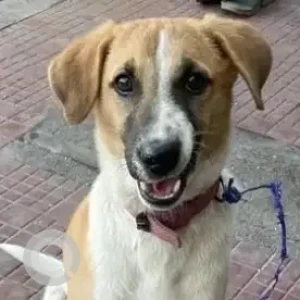 A White-Brown Mix Indie Dog Missing from Murugeshpalya, Jeevan Bhima Nagar