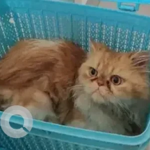 A Orange Persian Cat Found from Electronic city-2