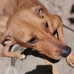 A Brown Indie Dog Missing from Kasimedu
