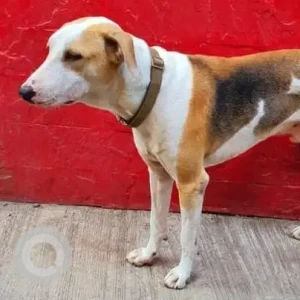A White-Brown Mix Indie Dog Missing from Vakola Santacruz East