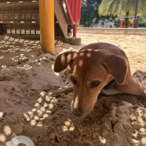 A White-Brown Mix Indie Dog Found from Bengaluru-2