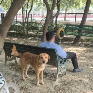A Brown Indie Dog Missing from Sector 77 park, opposite police station