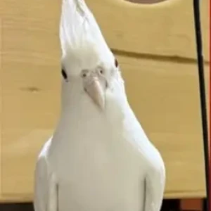 A White Albino Cockatiel Bird Missing from Remraam area