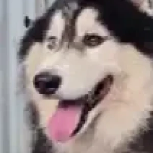 A Black and White Husky Dog Missing from Bettadasappura road-2