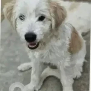 A Grey-White Mix Terrier Mix Dog Missing from Old Manasir, Al ain