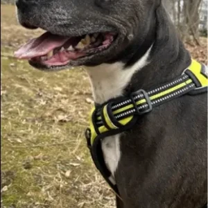 A Black and Brown Pitbull mix Dog Found from Carroll Rd/Worcester St