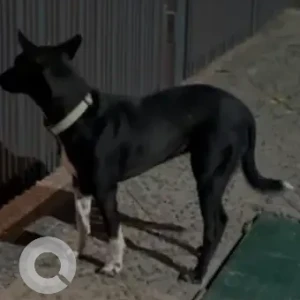 A Black and White Indie Dog Missing from Sector 43, Block C, Sushant Lok-2