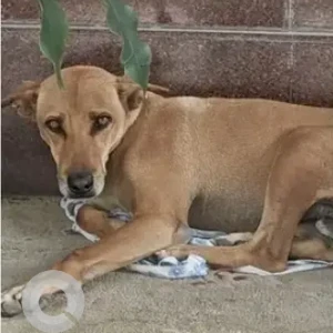 A Brown Indie Dog Missing from Hulimavu, Bengaluru
