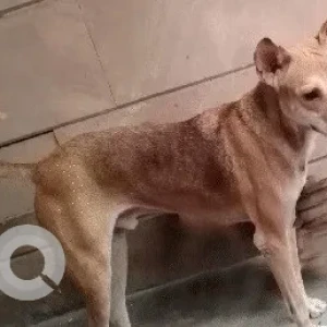 A Brown Indie Dog Missing from Pragati Vihar, New Delhi-2