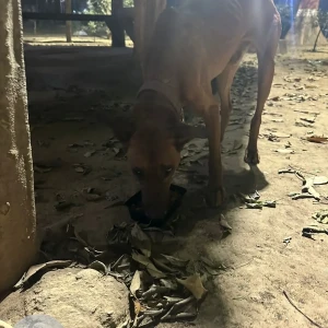 A Brown Doberman Dog Found from D block Saket-2