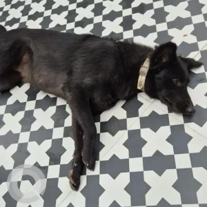 A Black Indie Dog Missing from F block, Palam Vihar-2