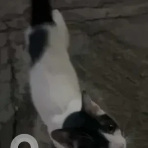 A Black and White Indie Cat Found from 8th block Koramangala-2