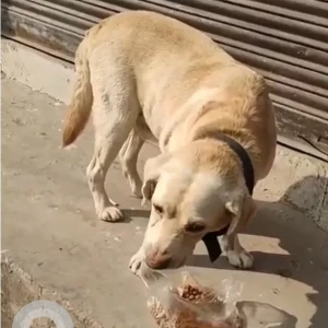 A Brown Labrador Dog Found from Teena wala school gate no 2, Uttam nagar