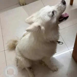 A White Pomeranian Dog Found from S.G Palya, Adarsh Vihar Apartments, Bhavani Nagar