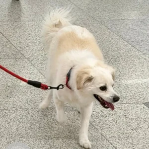 A White Pomeranian Dog Missing from Avantika Extension, Ghaziabad