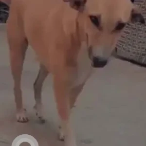 A White-Brown Mix Indie Dog Missing from Jhandewalan, New Delhi