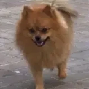 A Orange Pomeranian Dog Missing from al barsha 2