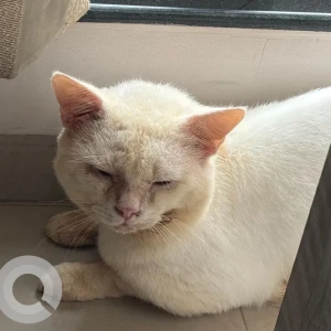 A White-Brown Mix Persian Dog Found from Malad West, Mumbai