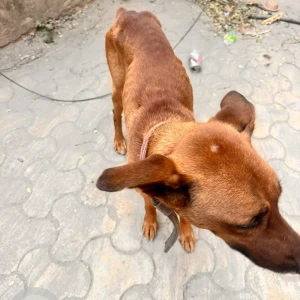 A Brown Doberman Dog Found from d Block, Saket-2