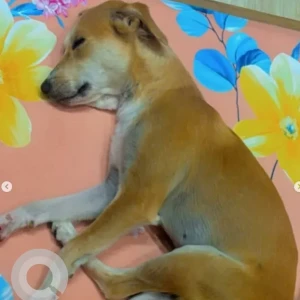 A White-Brown Mix Indie Dog Missing from Conscient One Mall, Sector 109-2