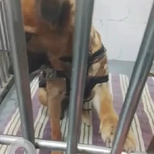 A Black and Brown Indie Dog Found from Sector 65-2