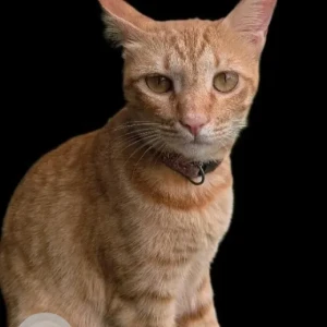 A Orange Indie Cat Missing from Ananthnagar Electronic City